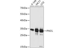 Western blot analysis of extracts of various cell lines, using PNO1 antibody (ABIN7269180) at 1:1000 dilution. (PNO1 抗体  (AA 1-252))