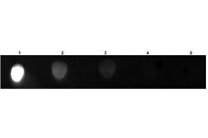 Dot Blot results of Rabbit Anti-Mouse IgG2a Antibody Fluorescein Conjugated. (兔 anti-小鼠 IgG2a (Heavy Chain) Antibody (FITC) - Preadsorbed)