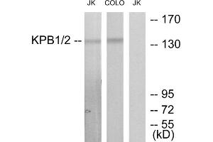 Western blot analysis of extracts from Jurkat cells and COLO205 cells, using KPB1/2 antibody. (KPB1/2 (N-Term) 抗体)