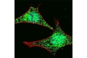 Fluorescent confocal image of HeLa cells stained with LGR-5 antibody at 1:100. (LGR5 抗体  (AA 689-719))