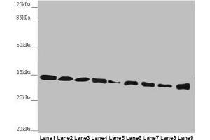 Western blot All lanes: HADH antibody at 2. (HADH 抗体  (AA 1-314))