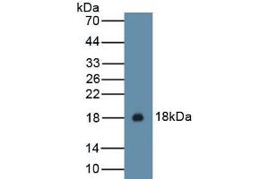 Detection of Recombinant IL15, Cavia using Polyclonal Antibody to Interleukin 15 (IL15)