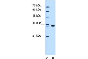 Western Blotting (WB) image for anti-Arginine-Fifty Homeobox (ARGFX) antibody (ABIN2463071) (ARGFX 抗体)