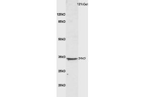 Mouse lung lysate probed with Anti CTLA4 Polyclonal Antibody, Unconjugated (ABIN1714514) at 1:200 overnight at 4 °C. (CTLA4 抗体  (AA 75-170))