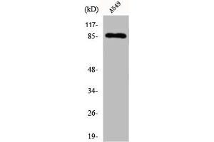 Western Blot analysis of A549 cells using Cadherin-7 Polyclonal Antibody (Cadherin 7 抗体  (C-Term))