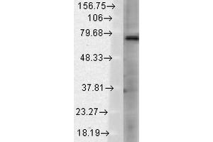 Western Blot analysis of Rat brain membrane lysate showing detection of TrpV3 protein using Mouse Anti-TrpV3 Monoclonal Antibody, Clone S15-39 . (TRPV3 抗体  (AA 458-474) (APC))