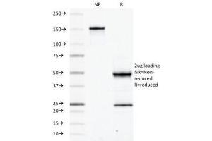 SDS-PAGE Analysis of Purified, BSA-Free CD45RB Antibody (clone PD7/26). (CD45RB 抗体)