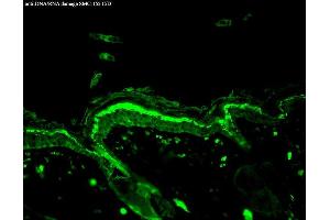 Immunohistochemistry analysis using Mouse Anti-DNA Damage Monoclonal Antibody, Clone 15A3 . (DNA/RNA Damage 抗体 (Atto 390))