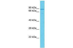 Host: Rabbit Target Name: PDZD4 Sample Type: HepG2 Whole Cell lysates Antibody Dilution: 1. (PDZD4 抗体  (C-Term))