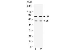 Western blot testing of human 1) HeLa and 2) K562 cell lysate with ADAM28 antibody at 0. (ADAM28 抗体  (AA 207-248))