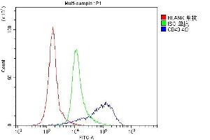 7. (CD43 抗体  (AA 272-400))