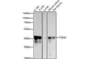 Western blot analysis of extracts of various cell lines, using TOR4A antibody (ABIN7270858) at 1:1000 dilution. (TOR4A 抗体)