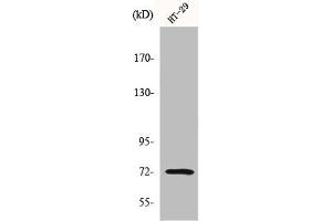 Western Blot analysis of HT29 cells using MMP-2 Polyclonal Antibody (MMP2 抗体  (C-Term))
