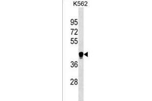 LILRA6 Antibody (Center) (ABIN1537859 and ABIN2838167) western blot analysis in K562 cell line lysates (35 μg/lane). (LILRA6 抗体  (AA 142-169))