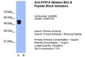 Host:  Rabbit  Target Name:  HTR1A  Sample Type:  Jurkat  Lane A:  Primary Antibody  Lane B:  Primary Antibody + Blocking Peptide  Primary Antibody Concentration:  1. (Serotonin Receptor 1A 抗体  (N-Term))
