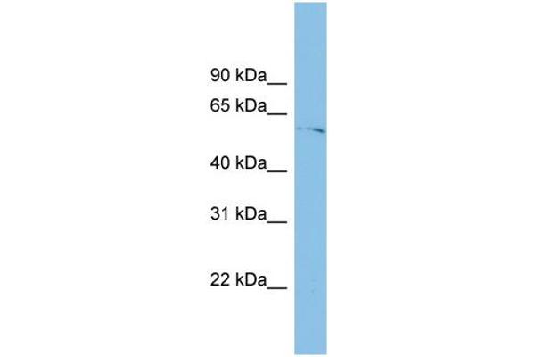 TINAGL1 抗体  (Middle Region)