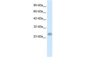 Western Blotting (WB) image for anti-Hairy and Enhancer of Split 7 (HES7) antibody (ABIN2460152) (HES7 抗体)