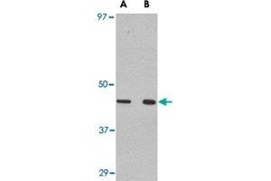 Western blot analysis of WNT10A in Raw 264. (WNT10A 抗体  (C-Term))