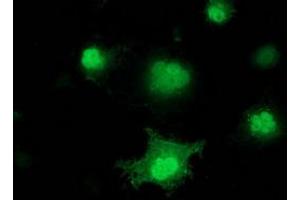 Anti-PNMT mouse monoclonal antibody (ABIN2454522) immunofluorescent staining of COS7 cells transiently transfected by pCMV6-ENTRY PNMT (RC206586). (PNMT 抗体)