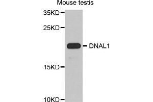 Western blot analysis of extracts of mouse testis, using DNAL1 antibody (ABIN5974658) at 1/1000 dilution. (DNAL1 抗体)