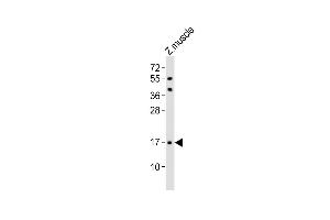Anti-(DANRE) Eva1a Antibody (Center) at 1:1000 dilution + zebrafish muscle lysates Lysates/proteins at 20 μg per lane. (TMEM166 抗体  (AA 104-137))