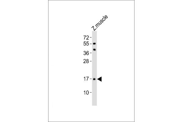 TMEM166 抗体  (AA 104-137)