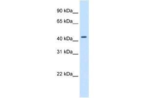 Western Blotting (WB) image for anti-Small Nuclear RNA Activating Complex, Polypeptide 1, 43kDa (SNAPC1) (C-Term) antibody (ABIN925897)