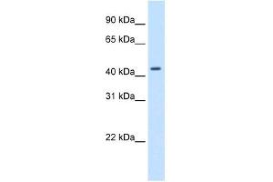 Western Blot showing SNAPC1 antibody used at a concentration of 1-2 ug/ml to detect its target protein. (SNAPC1 抗体  (C-Term))