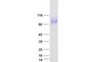Validation with Western Blot (LAMP1 Protein (Myc-DYKDDDDK Tag))