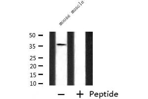 Western blot analysis of extracts from mouse muscle, using P2RY6 Antibody. (P2RY6 抗体  (C-Term))