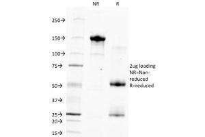 SDS-PAGE Analysis of Purified, BSA-Free Hepatocyte Specific Antigen Antibody (clone HSA133). (Hepatocyte Specific Antigen 抗体)