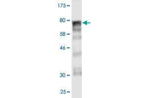 Western Blotting (WB) image for anti-rho Guanine Nucleotide Exchange Factor (GEF) 5 (ARHGEF5) (AA 1-519) antibody (ABIN521720)