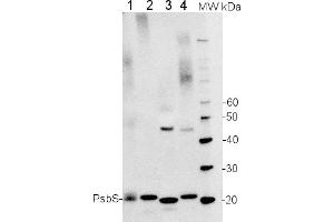 Image no. 2 for anti-PsbS antibody (ABIN488537) (PsbS 抗体)
