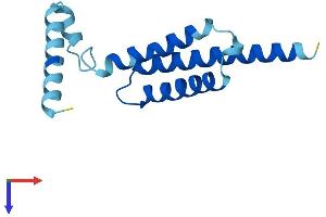 BRP44 Protein (AA 1-127) (His tag)