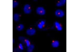 Immunofluorescence (IF) image for anti-Centrosomal Protein of 131 kDa (CEP131) (AA 1033-1083) antibody (ABIN7448385) (Centrosomal Protein of 131 kDa (CEP131) (AA 1033-1083) 抗体)