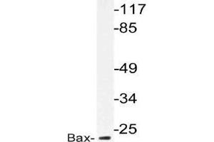 Western blot analysis of Bax antibody in extracts from HepG2 cells. (BAX 抗体)