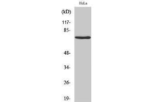 Western Blotting (WB) image for anti-Nuclear Factor (erythroid-Derived 2)-Like 3 (NFE2L3) (Internal Region) antibody (ABIN3176402) (NFE2L3 抗体  (Internal Region))