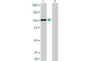 Western Blot analysis of AHR expression in transfected 293T cell line by AHR monoclonal antibody (M04), clone 4G7. (Aryl Hydrocarbon Receptor 抗体  (AA 721-820))