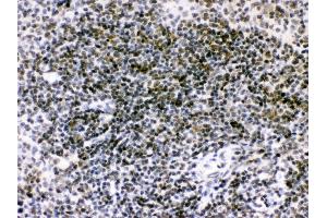 Anti- RAG2 Picoband antibody, IHC(P) IHC(P): Mouse Spleen Tissue