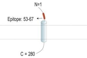 anti-Transmembrane Protein 119 (TMEM119) (AA 53-67), (Extracellular), (N-Term) antibody