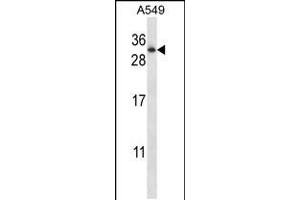 Western blot analysis in A549 cell line lysates (35ug/lane). (RAB11A 抗体  (AA 88-116))