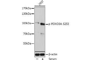 Western blot analysis of extracts of 293T cells, using Phospho-FOXO3A-S253 antibody (ABIN6135225, ABIN6136084, ABIN6136085 and ABIN6225643) at 1:2000 dilution. (FOXO3 抗体  (pSer253))