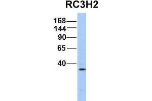 Host:  Rabbit  Target Name:  RC3H2  Sample Type:  721_B  Antibody Dilution:  1. (RC3H2 抗体  (Middle Region))
