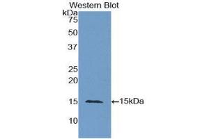Western Blotting (WB) image for anti-Carcinoembryonic Antigen Gene Family (CEA) (AA 448-572) antibody (ABIN1858356) (CEA 抗体  (AA 448-572))