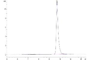 The purity of Cynomolgus IL-6 is greater than 95 % as determined by SEC-HPLC. (IL-6 Protein (AA 28-212) (His tag))