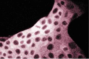 Immunofluorescent staining of MDCK cells with anti-FAS antibody. (Fatty Acid Synthase 抗体  (AA 9-202))