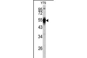 Western blot analysis of PDIA6 antibody (Center ) (ABIN390608 and ABIN2840920) in Y79 cell line lysates (35 μg/lane). (PDIA6 抗体  (AA 144-172))