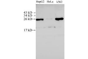 Western Blot analysis of HepG2, Hela and K562 cells using C21orf33 Polyclonal Antibody at dilution of 1:500 (C21orf33 抗体)