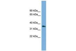 Image no. 1 for anti-Guanine Nucleotide Binding Protein (G Protein), beta Polypeptide 4 (GNB4) (AA 215-264) antibody (ABIN6745161) (GNB4 抗体  (AA 215-264))