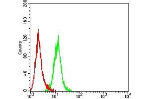 Flow cytometric analysis of Hela cells using FADD mouse mAb (green) and negative control (red). (FADD 抗体  (AA 20-150))